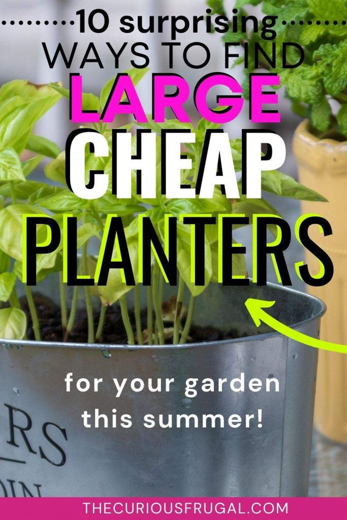 10 surprising ways to find large cheap planters for your garden this summer (big metal planter with basil plant growing in it)