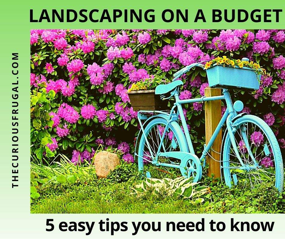 Landscaping on a budget: 5 easy tips you need to know (beautiful backyard garden with purple flowers on a bush, ornamental grasses, and decorative blue bicycle with planters)